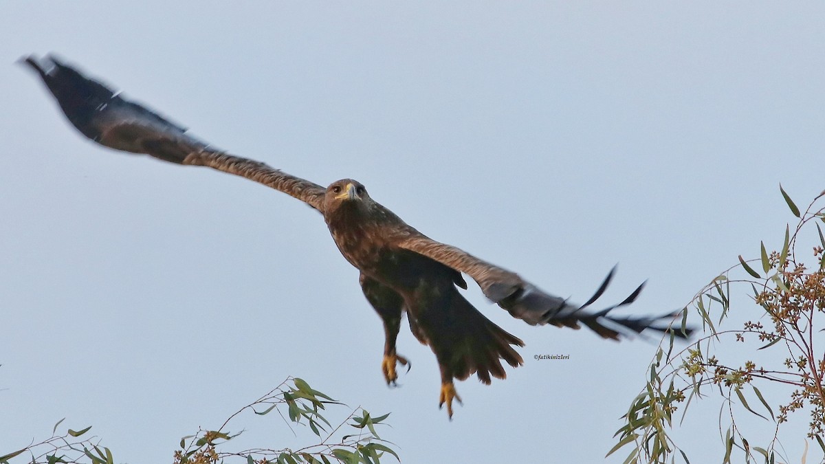 Greater Spotted Eagle - ML644629738