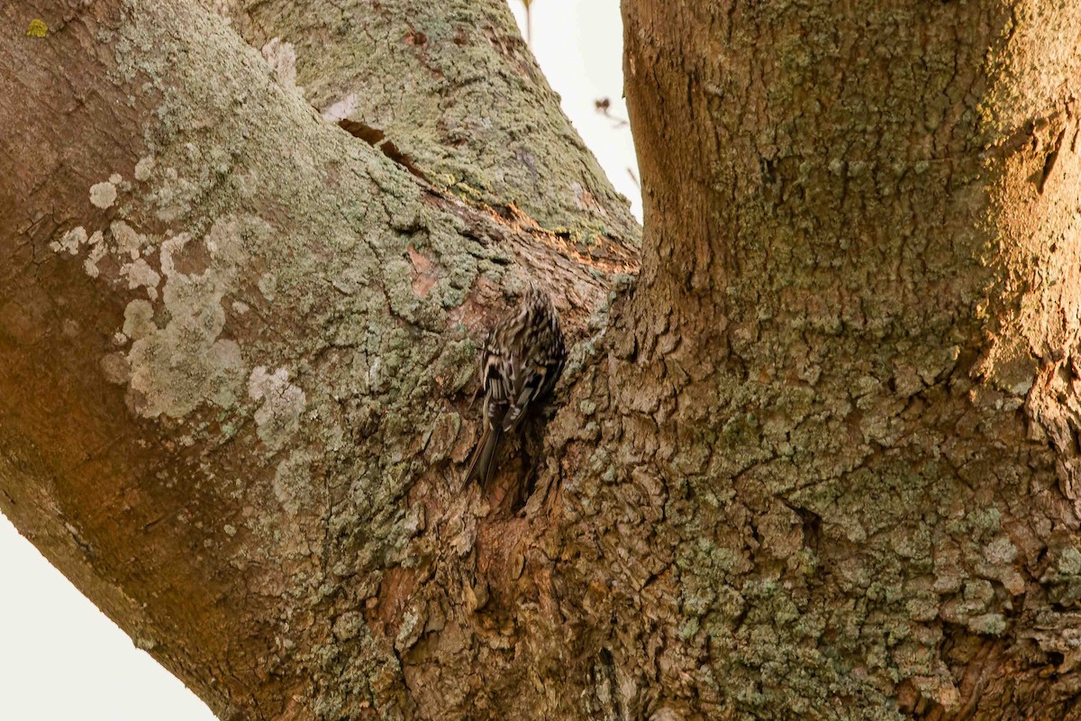 Brown Creeper - ML644629740