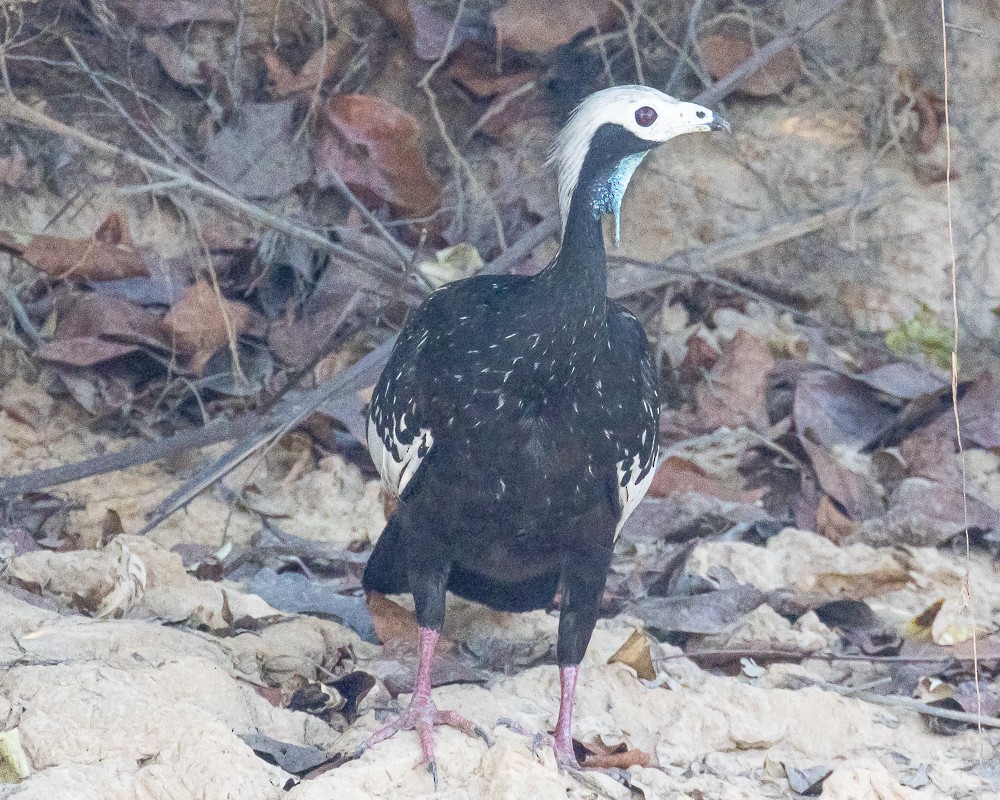 White-throated Piping-Guan - ML644629742