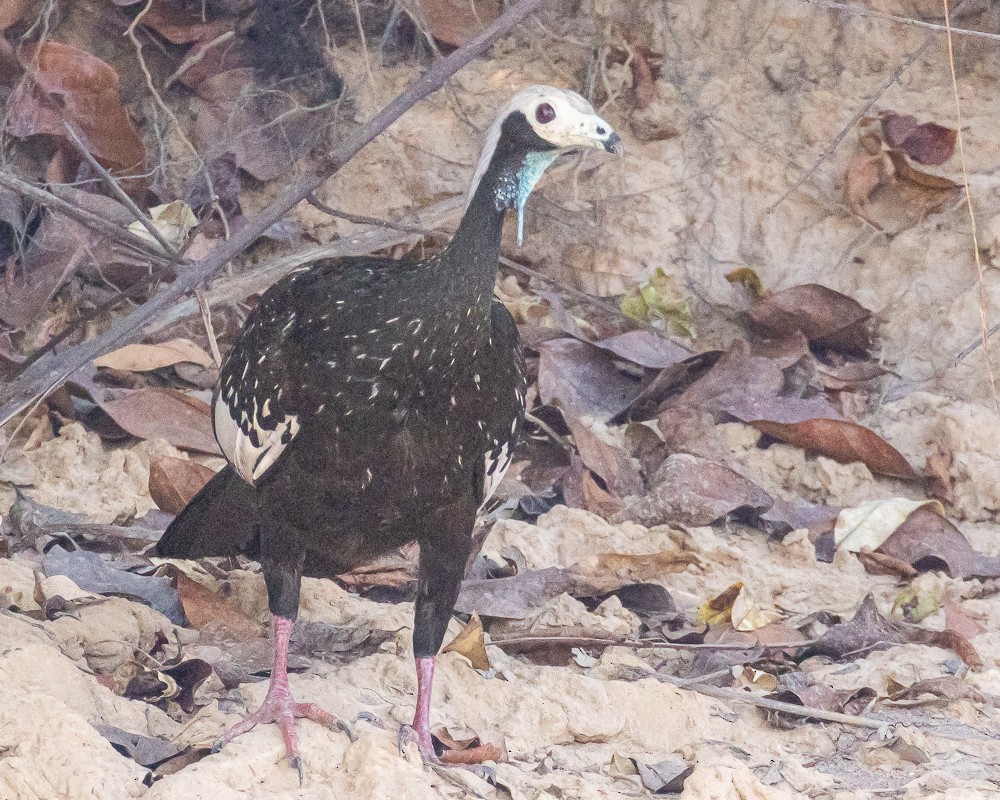 White-throated Piping-Guan - ML644629743