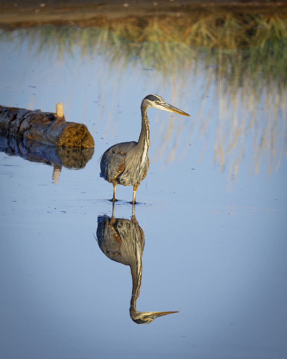 Great Blue Heron - ML644629748