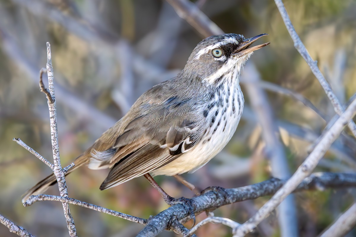 Benekli Serikornis - ML644629751