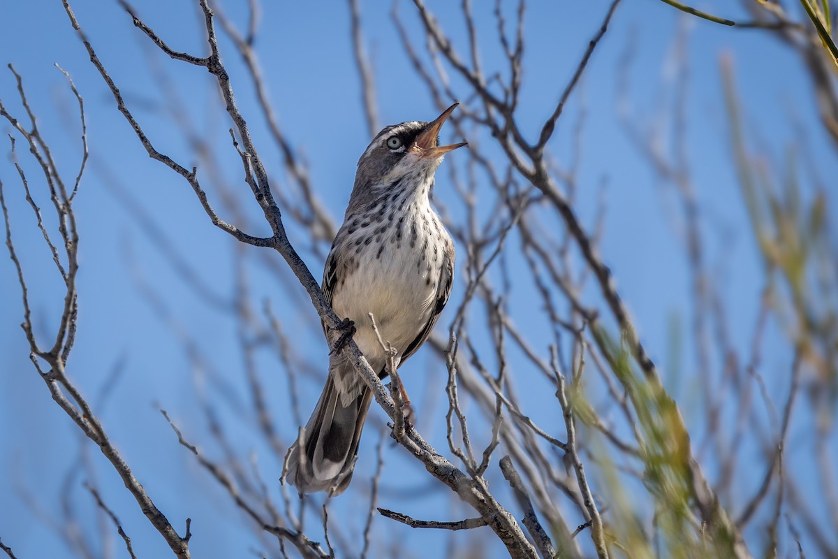 Benekli Serikornis - ML644629752