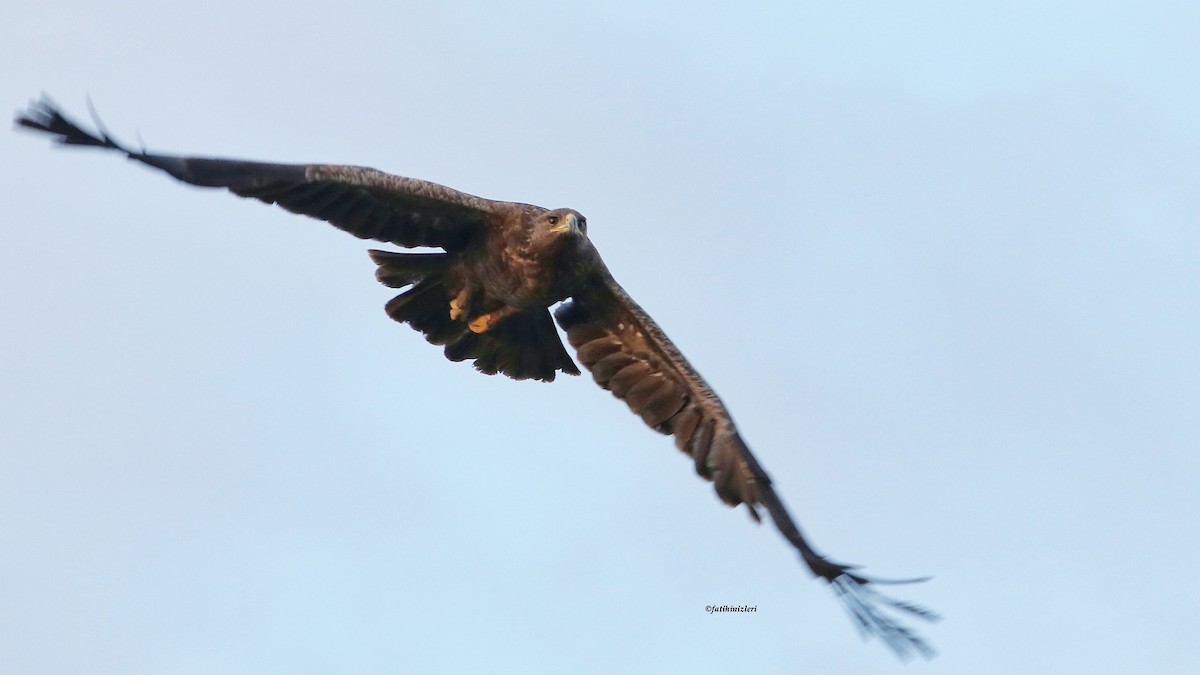 Greater Spotted Eagle - ML644629753