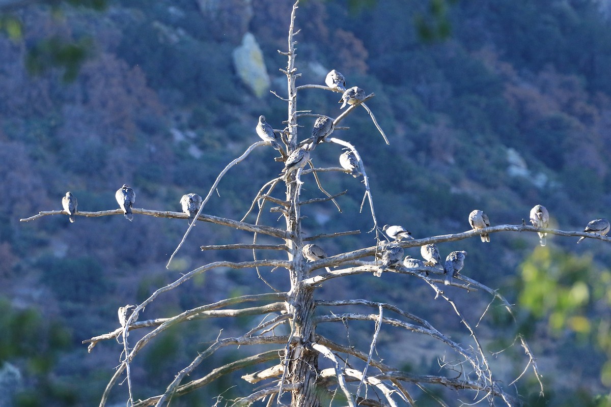 Band-tailed Pigeon - ML644629755