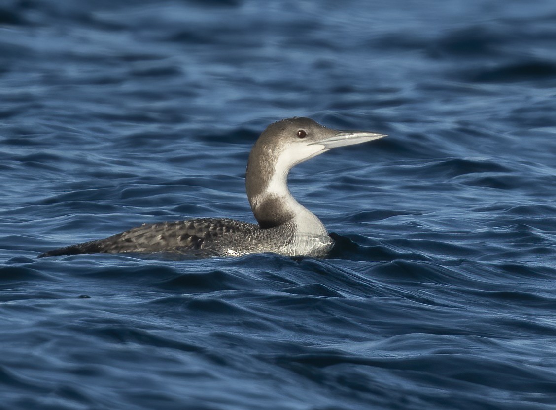 Common Loon - ML644629759