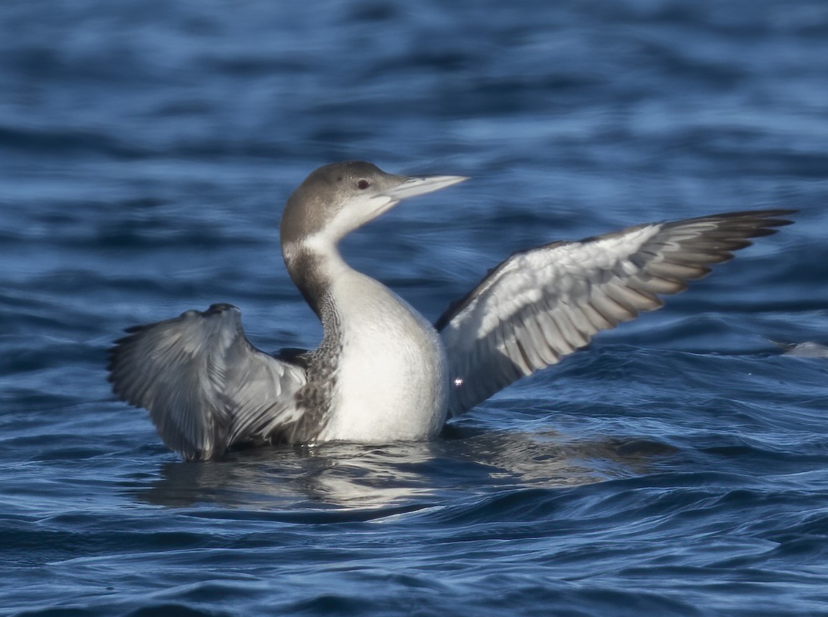 Common Loon - ML644629760