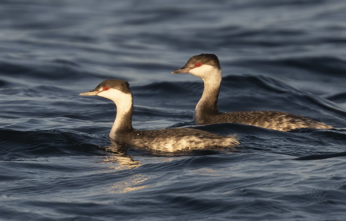 Ухаа шунгуур - ML644629771