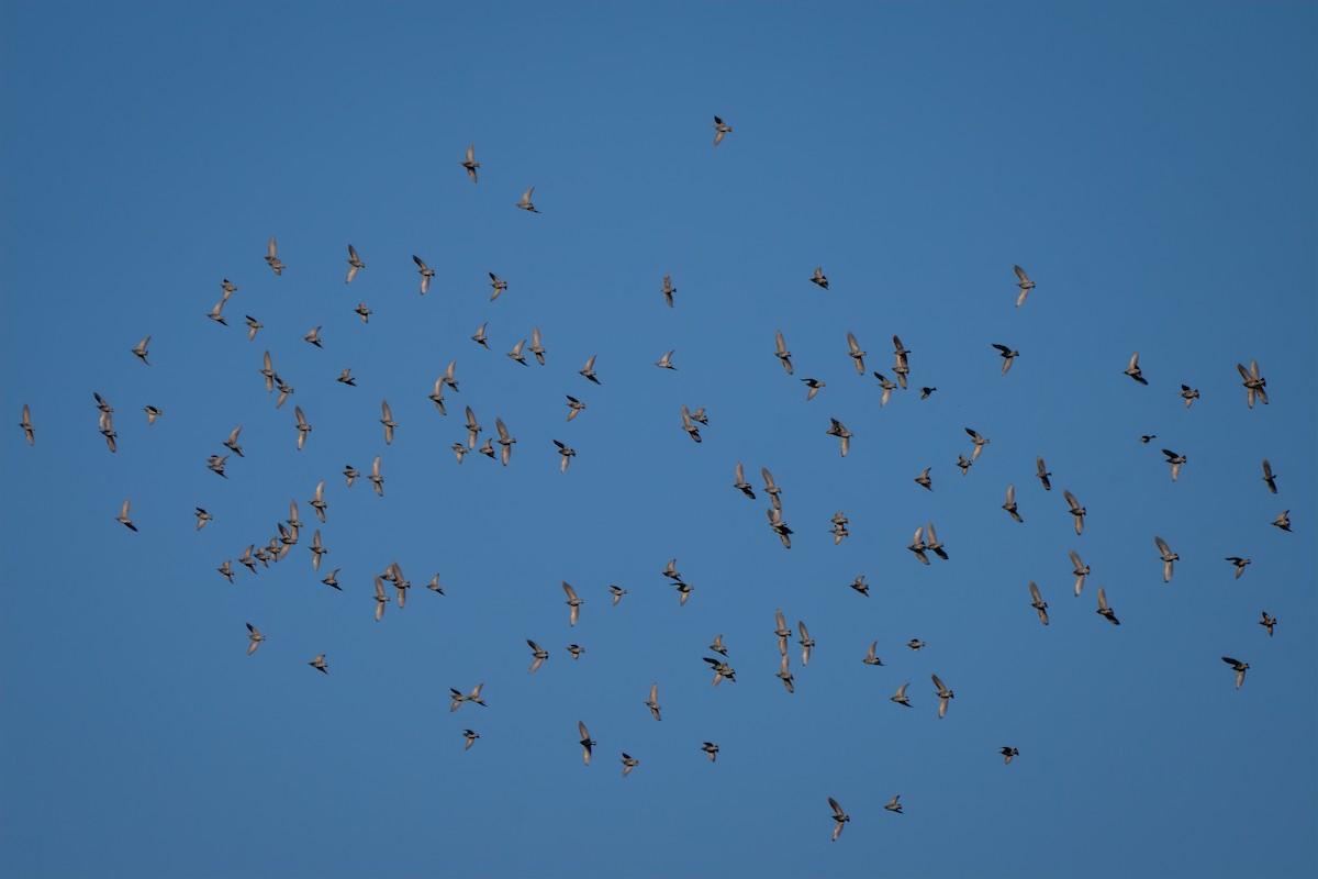 ホシムクドリ - ML644629774