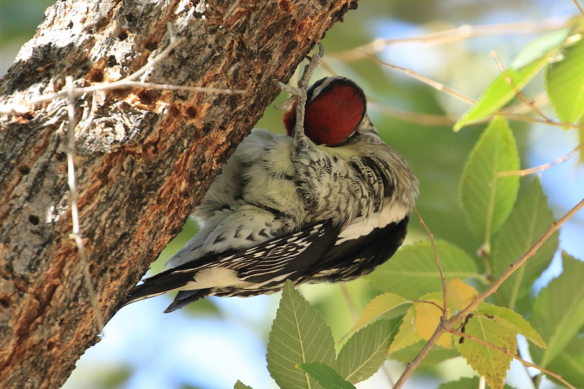 Pic à nuque rouge - ML644629775