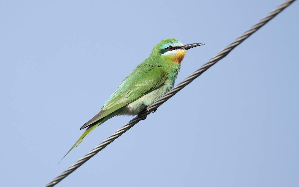 Blue-cheeked Bee-eater - ML644629778