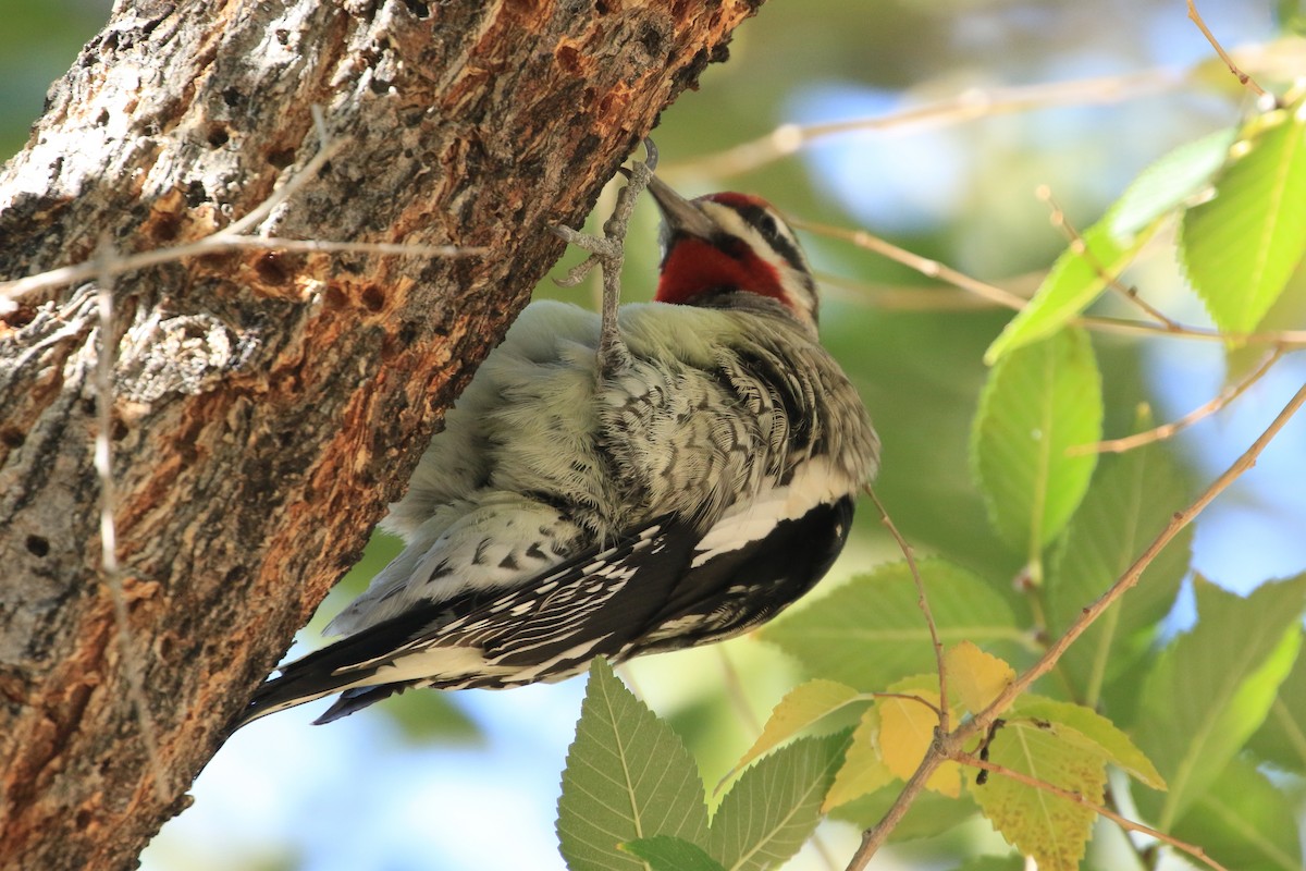Pic à nuque rouge - ML644629785