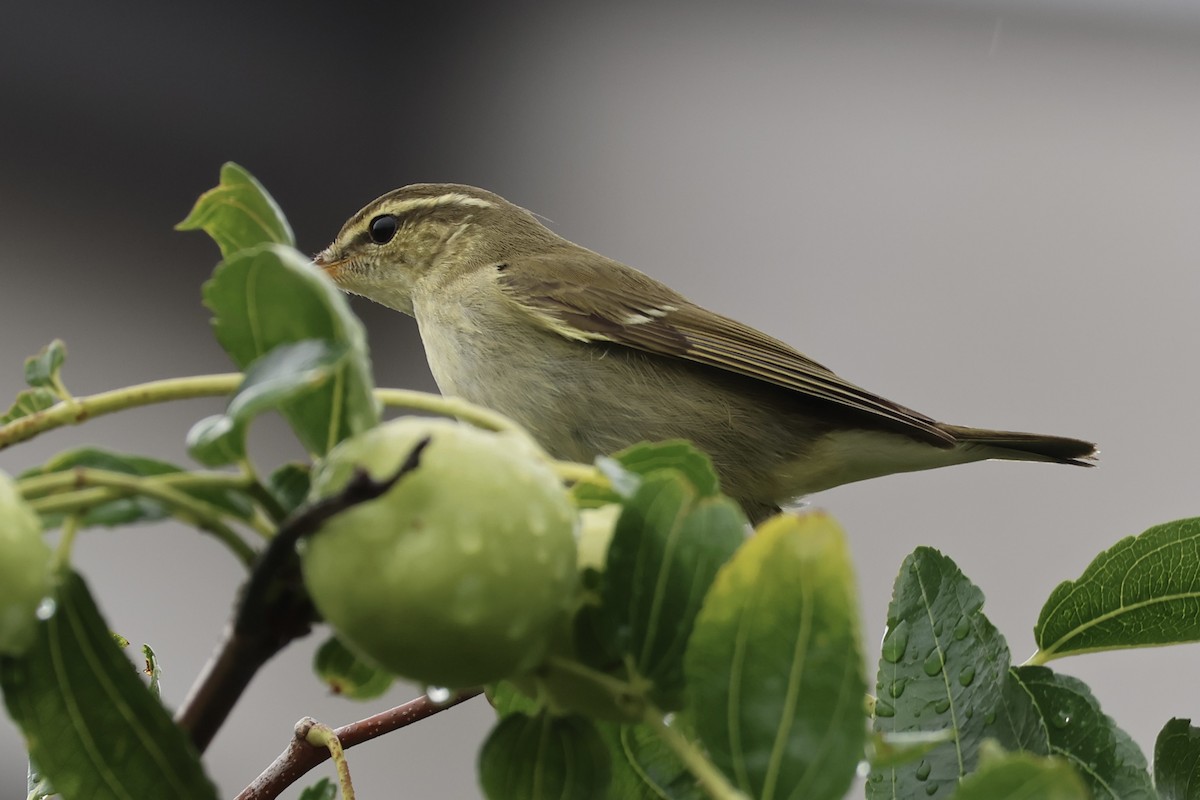 コムシクイ - ML644629797