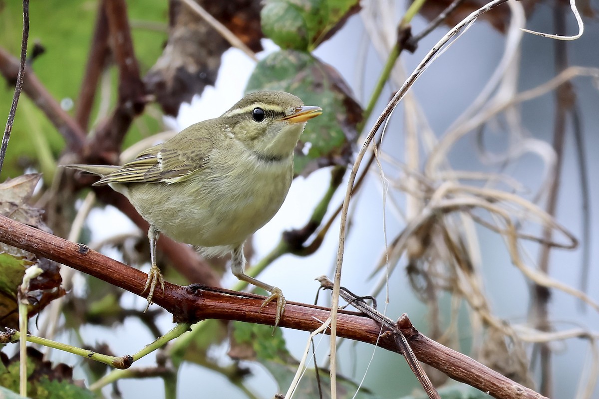 コムシクイ - ML644629798