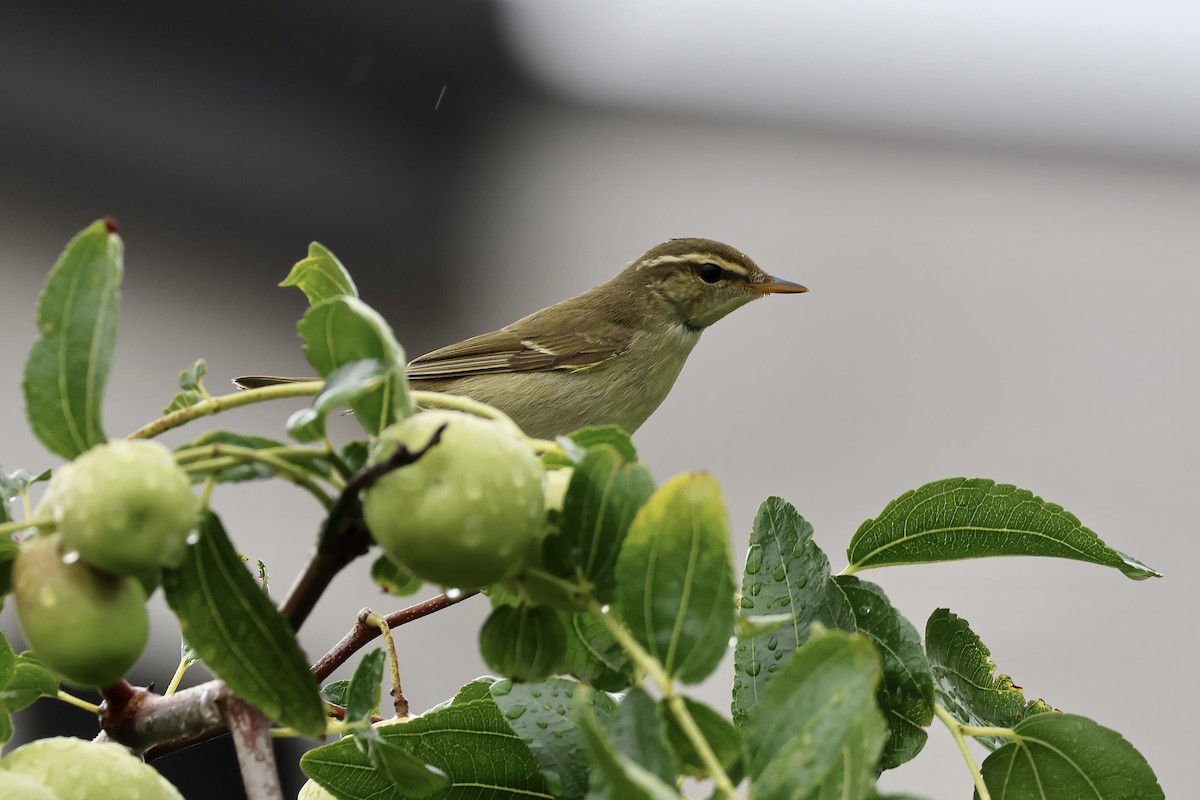 コムシクイ - ML644629799