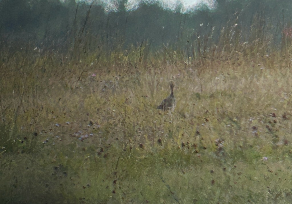 Upland Sandpiper - ML644629804