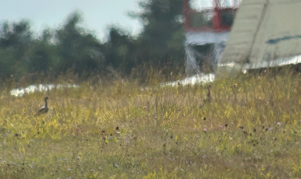 Upland Sandpiper - ML644629805