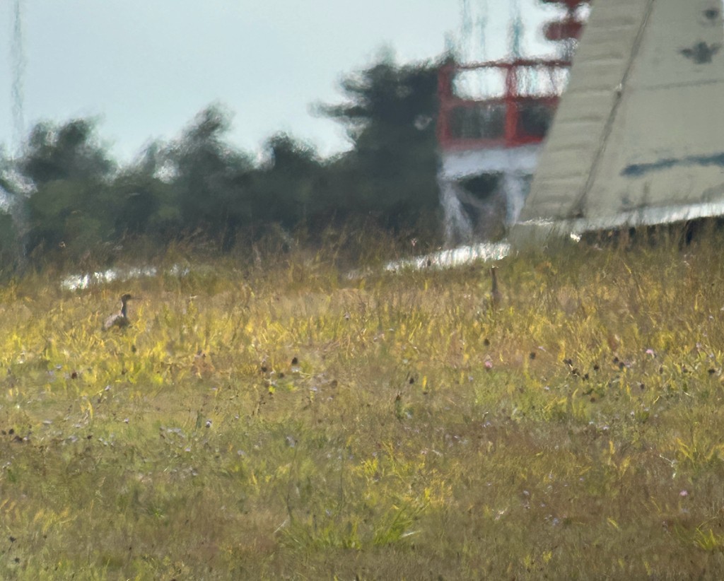 Upland Sandpiper - ML644629806