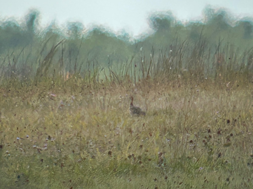 Upland Sandpiper - ML644629807