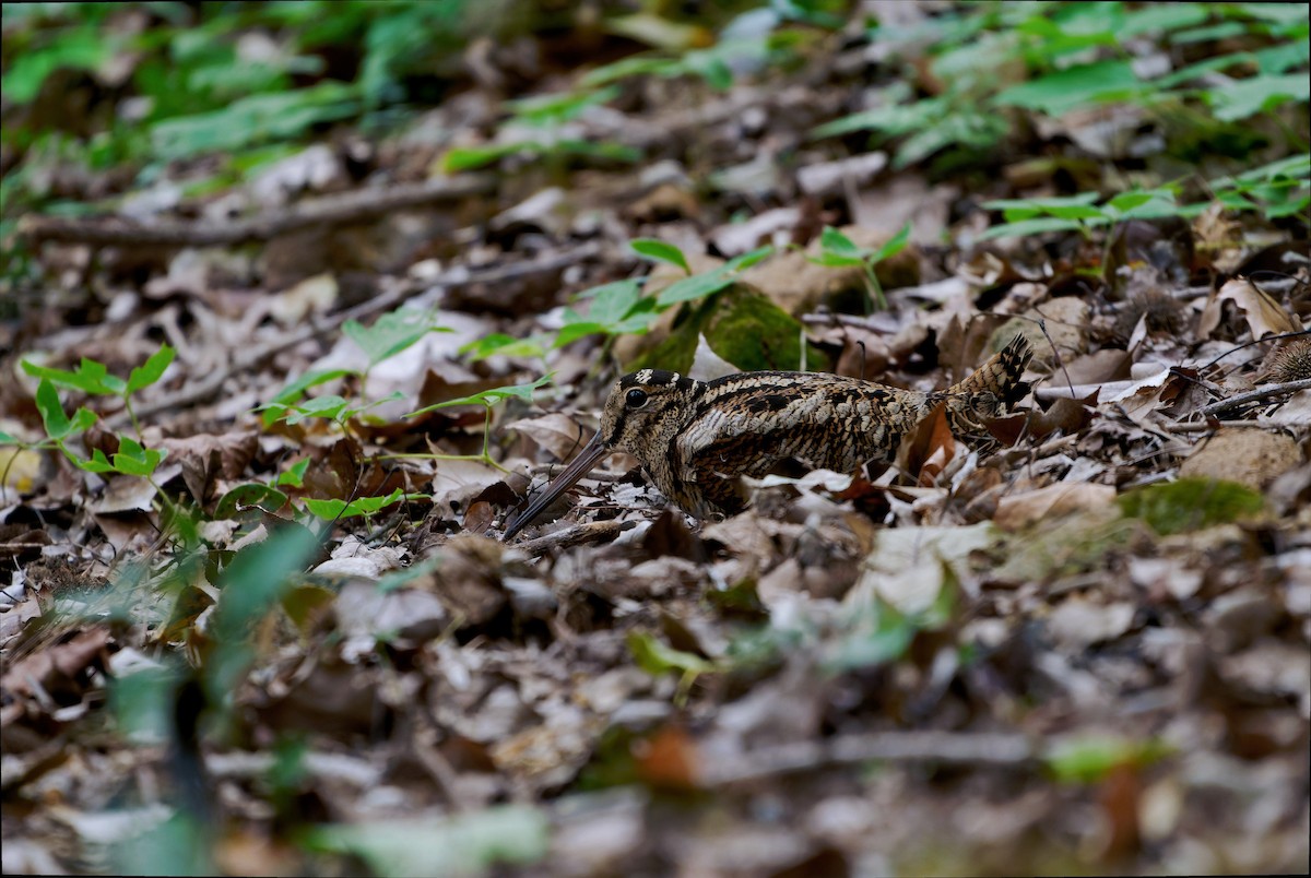 Eurasian Woodcock - ML644629813