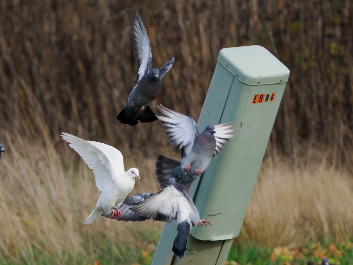 カワラバト（ドバト、家畜型） - ML644629819
