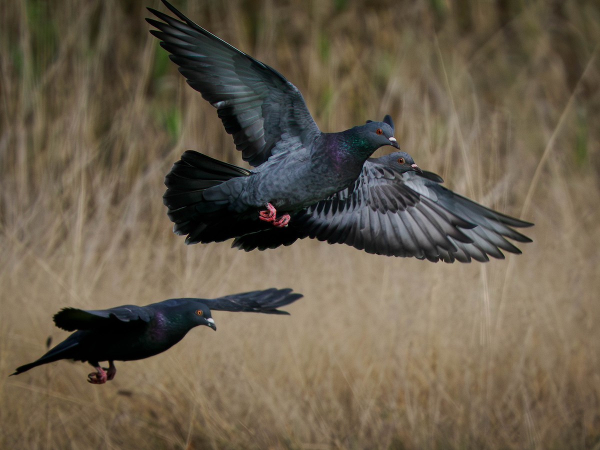 カワラバト（ドバト、家畜型） - ML644629820