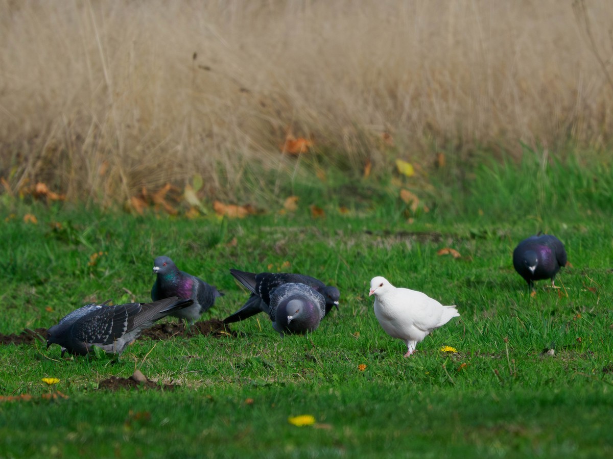 カワラバト（ドバト、家畜型） - ML644629821