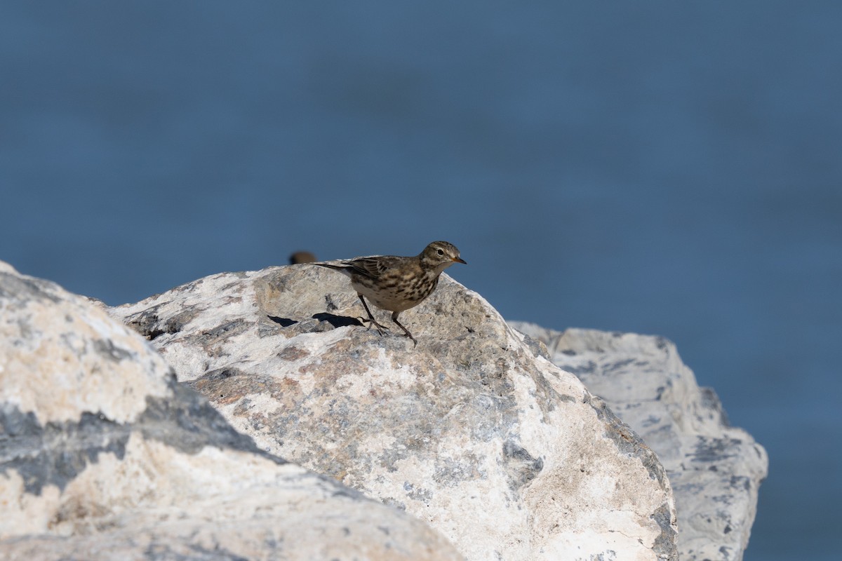 American Pipit - ML644629825