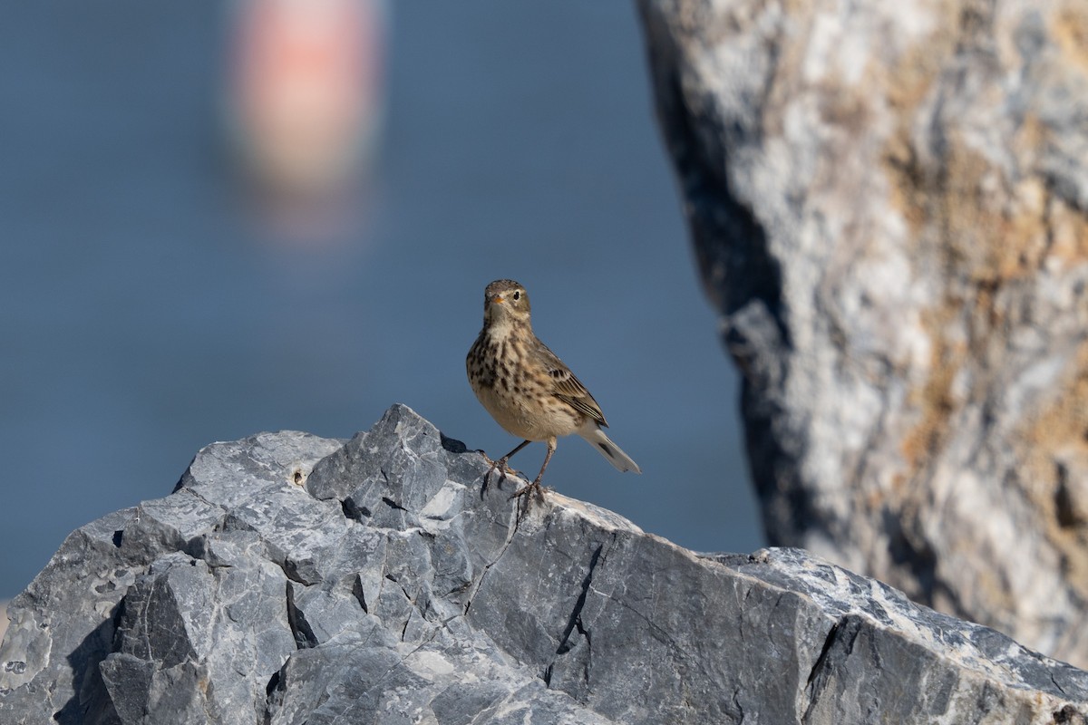 American Pipit - ML644629826