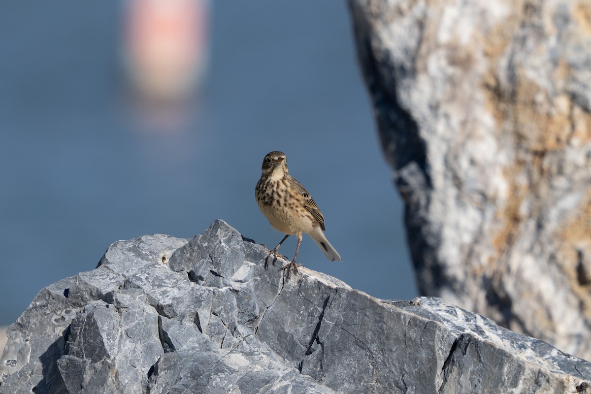 American Pipit - ML644629827
