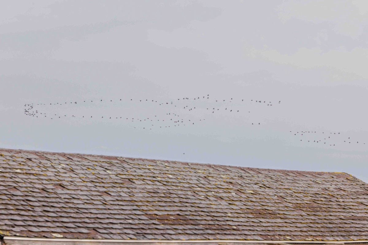 Double-crested Cormorant - ML644629828