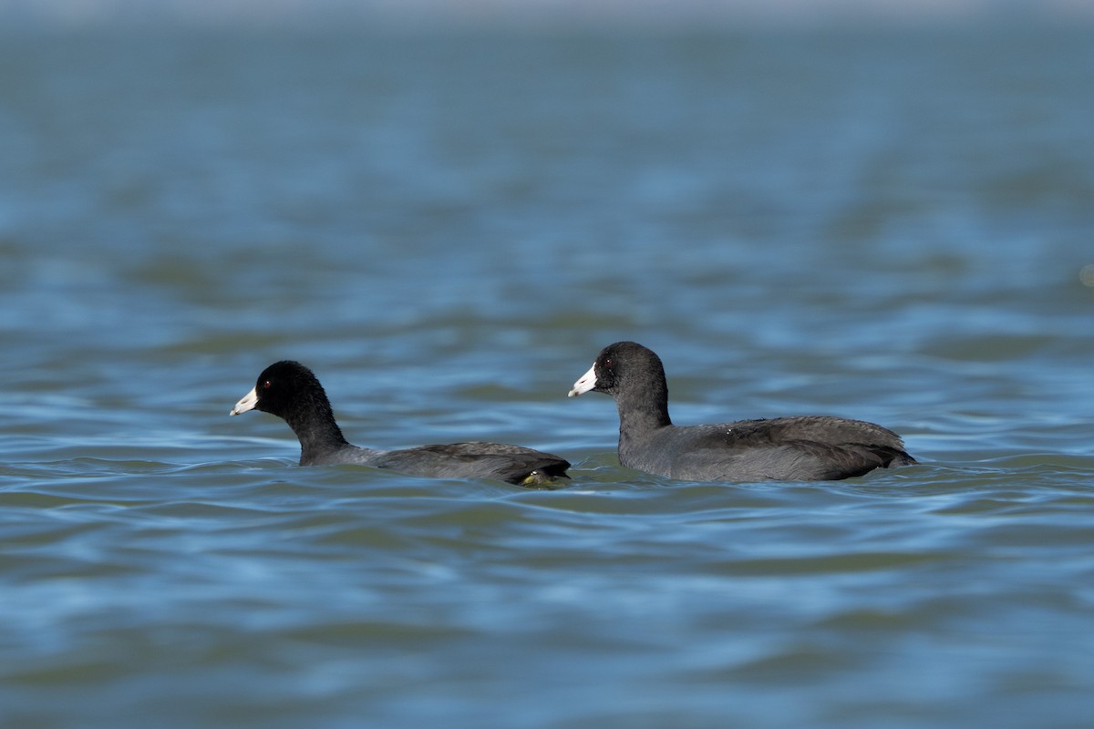 American Coot - ML644629832