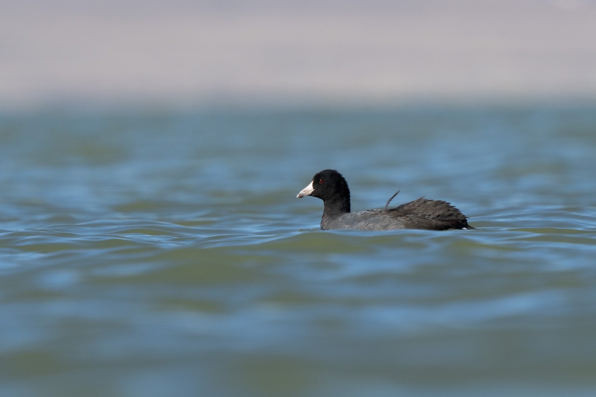 American Coot - ML644629833
