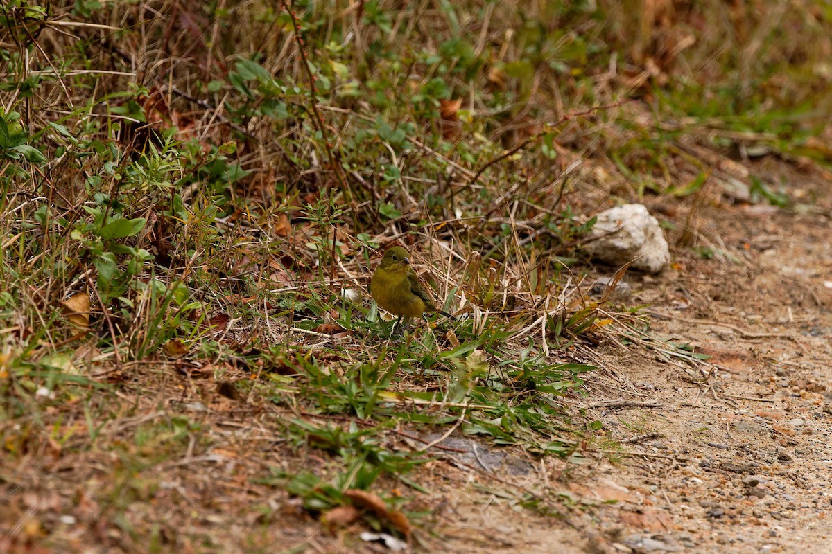 Painted Bunting - ML644629836