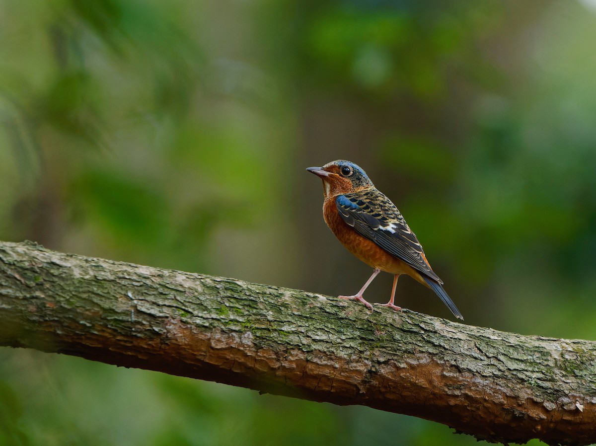 White-throated Rock-Thrush - ML644629838
