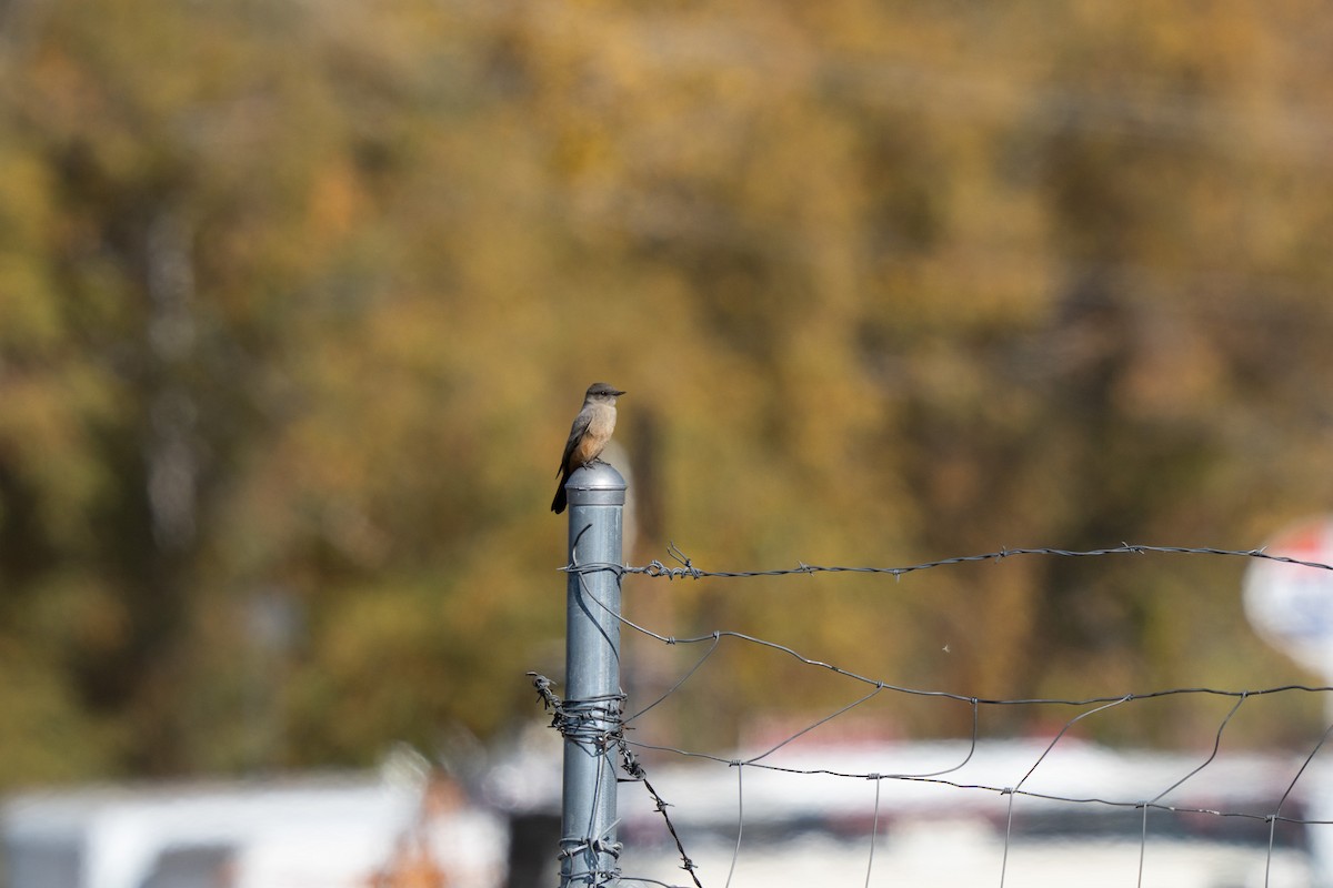 Say's Phoebe - ML644629848