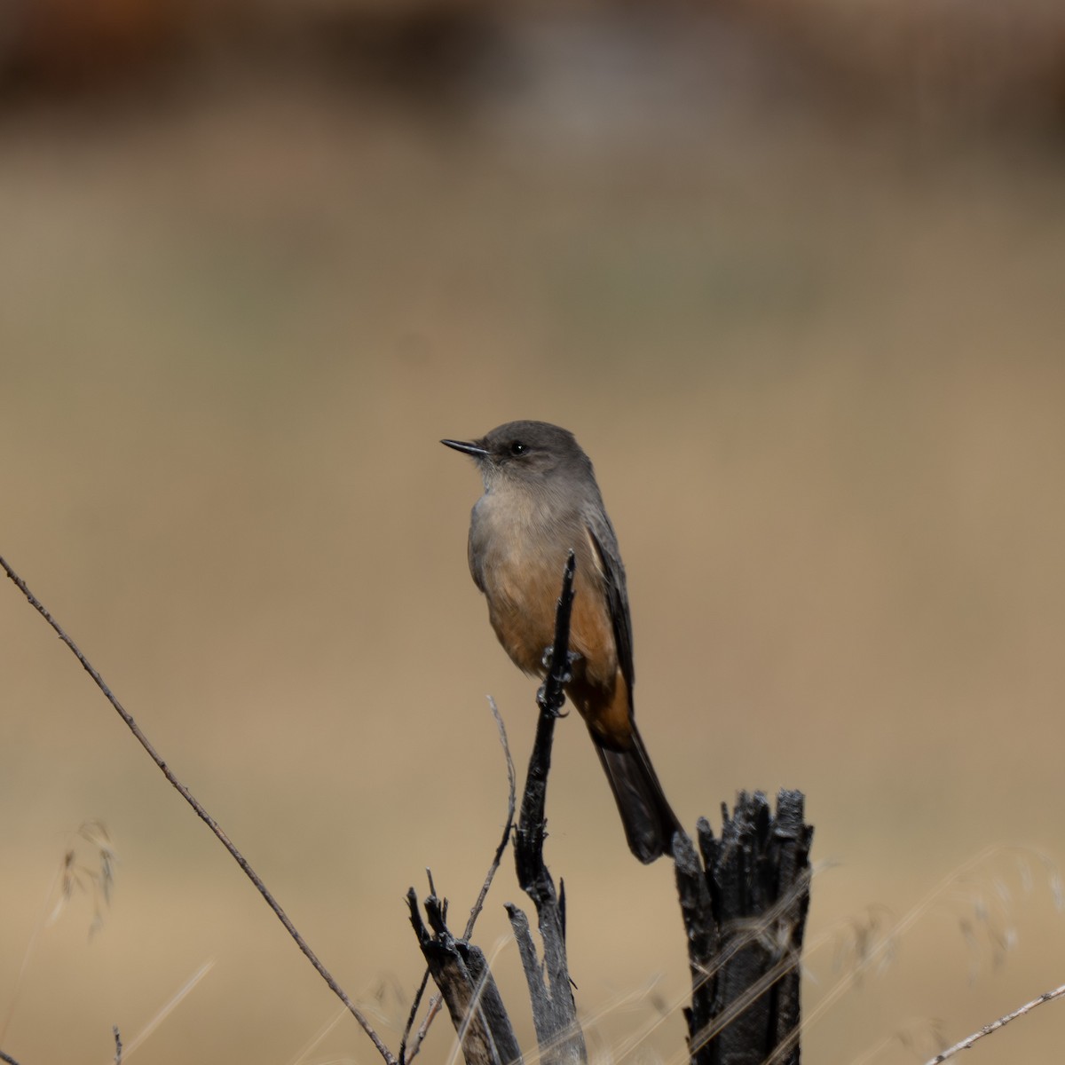 Say's Phoebe - ML644629849
