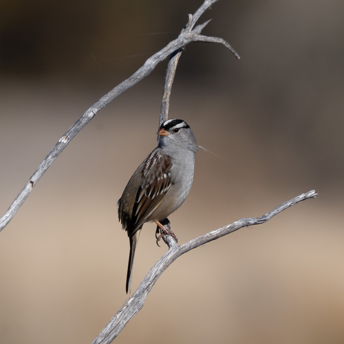 White-crowned Sparrow - ML644629851