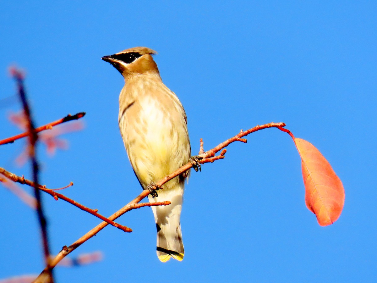 Jaseur d'Amérique - ML644629864