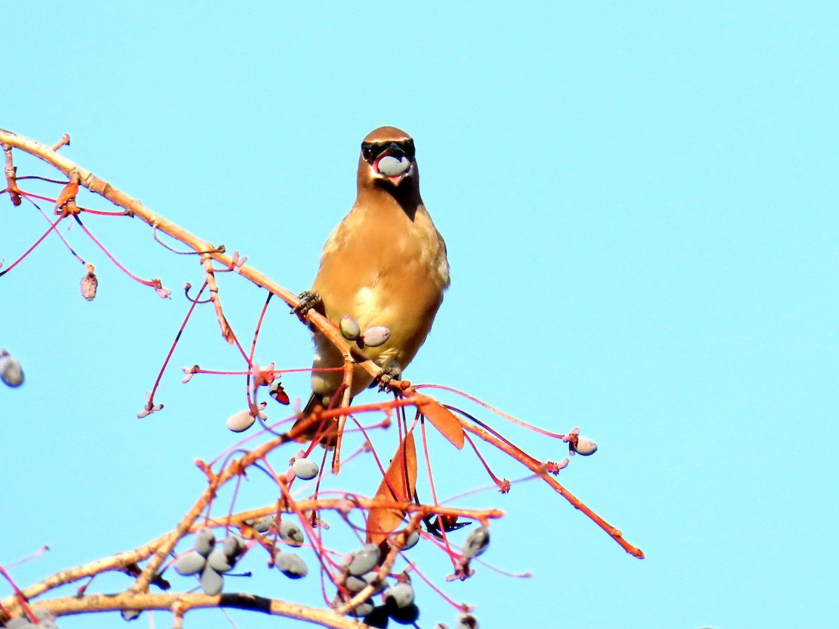 Jaseur d'Amérique - ML644629865
