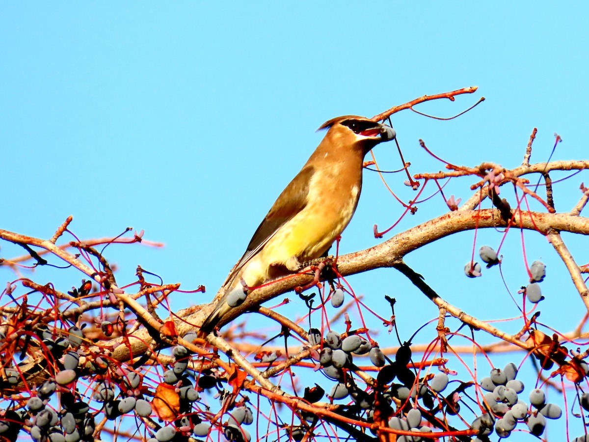 Jaseur d'Amérique - ML644629866