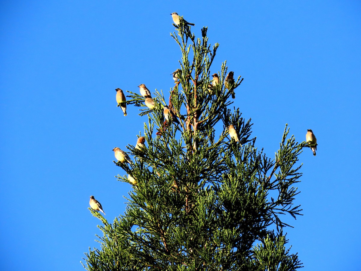 Jaseur d'Amérique - ML644629867