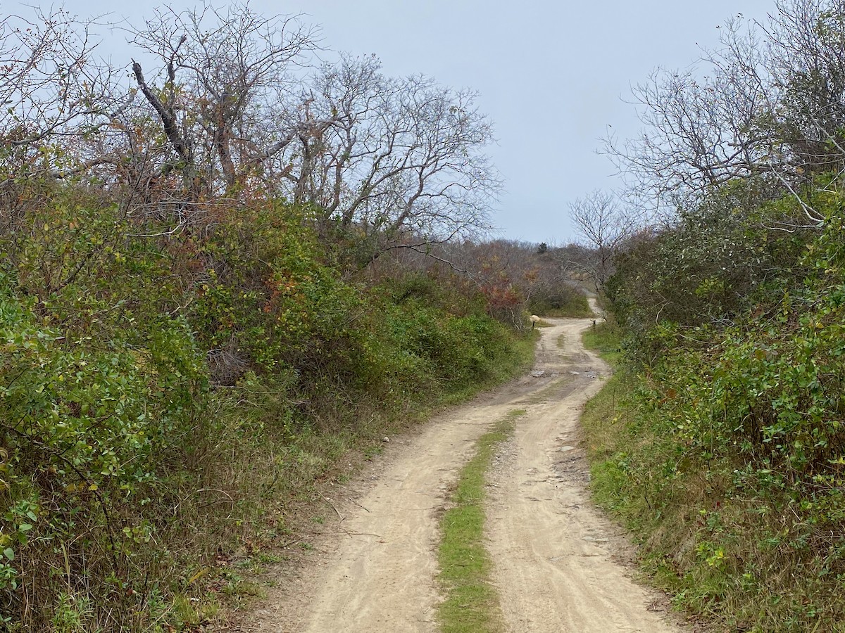 Painted Bunting - ML644629871