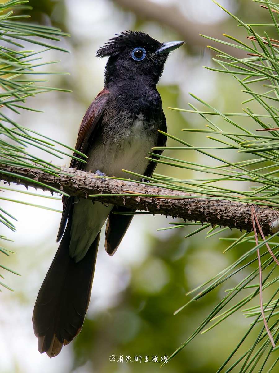 紫綬帶(atrocaudata/illex) - ML644629876