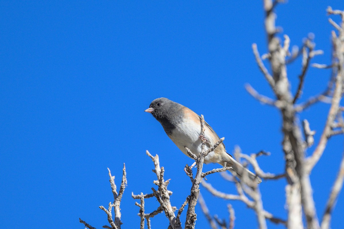 Kara Gözlü Junko [oreganus grubu] - ML644629881