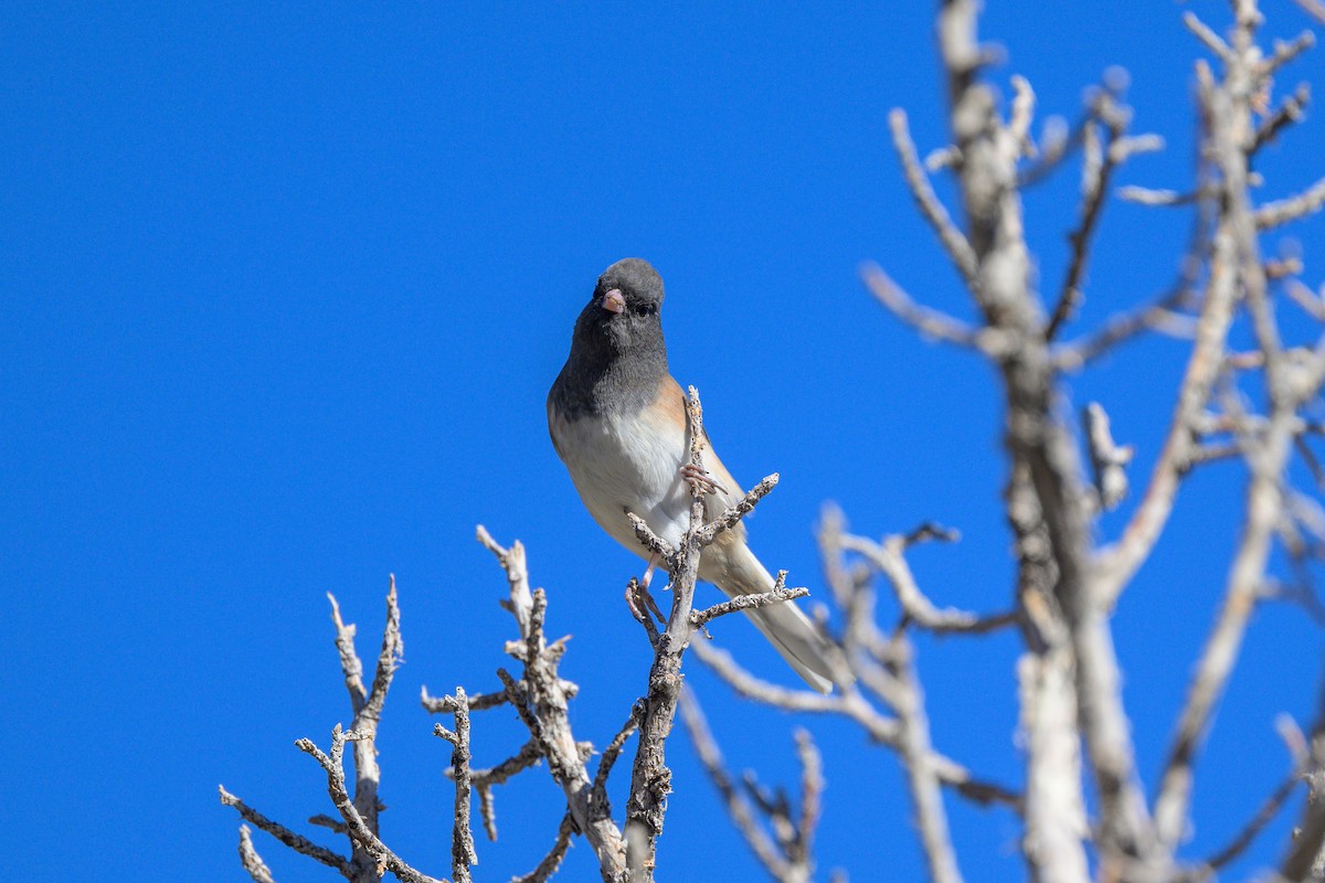 Kara Gözlü Junko [oreganus grubu] - ML644629882