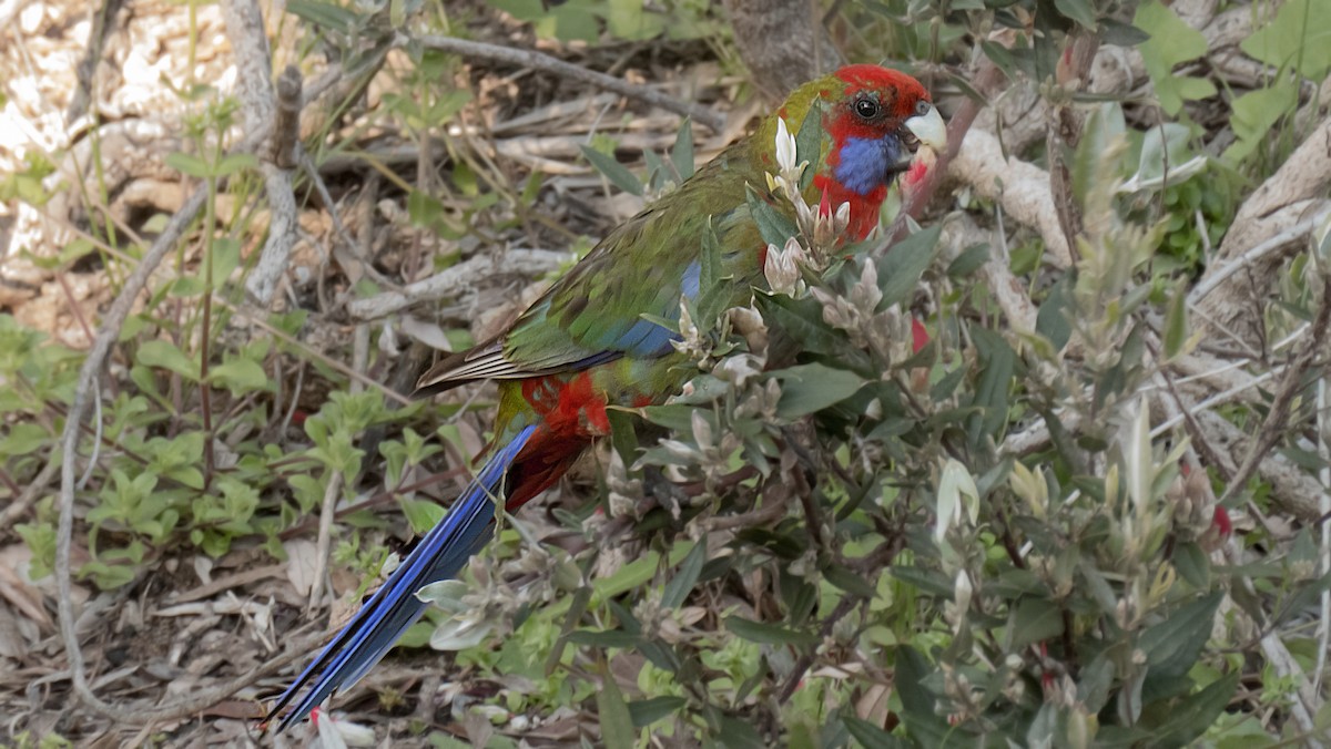 rødrosella - ML644629904