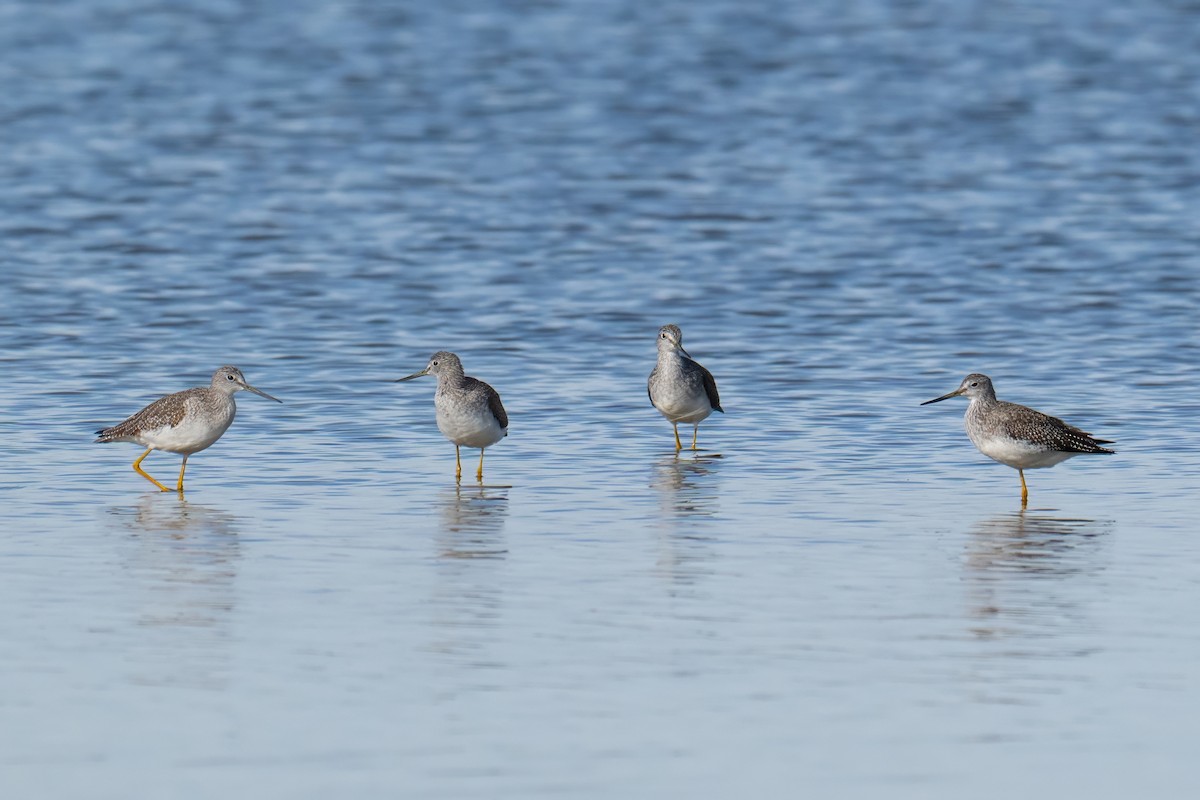 Greater Yellowlegs - ML644629906