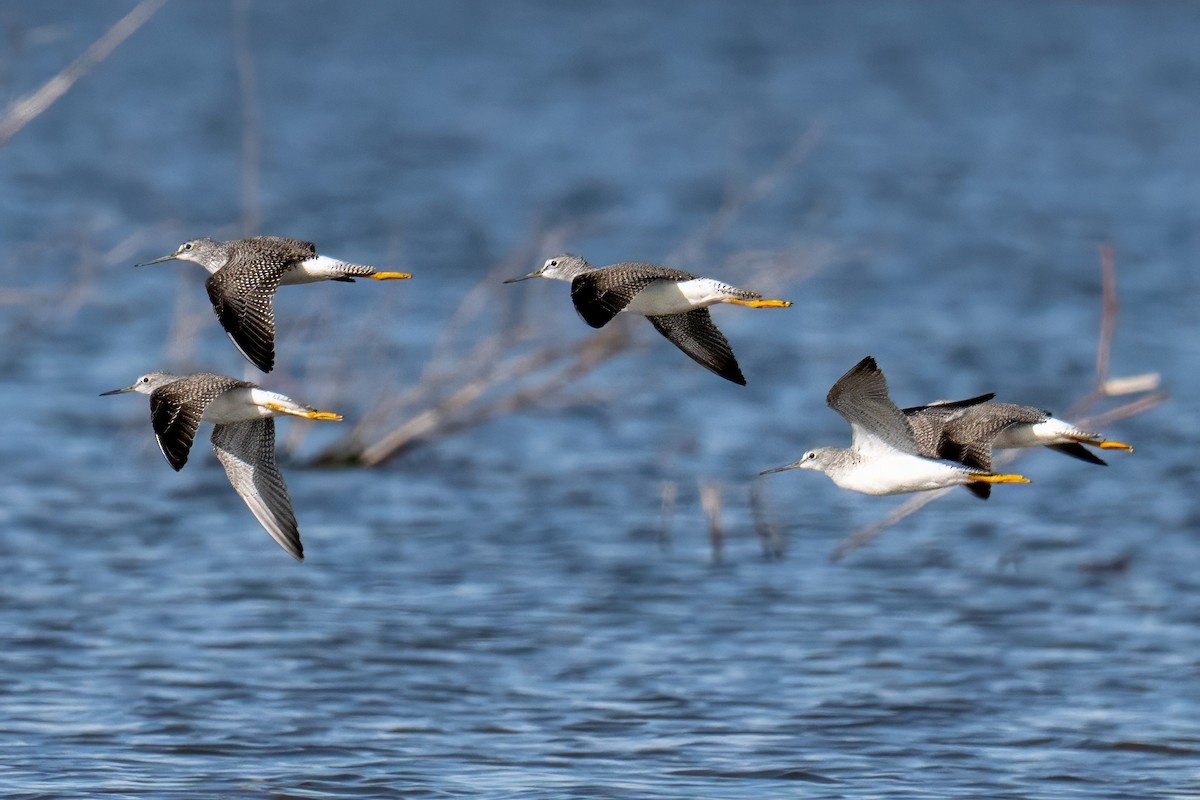 plystresnipe - ML644629910