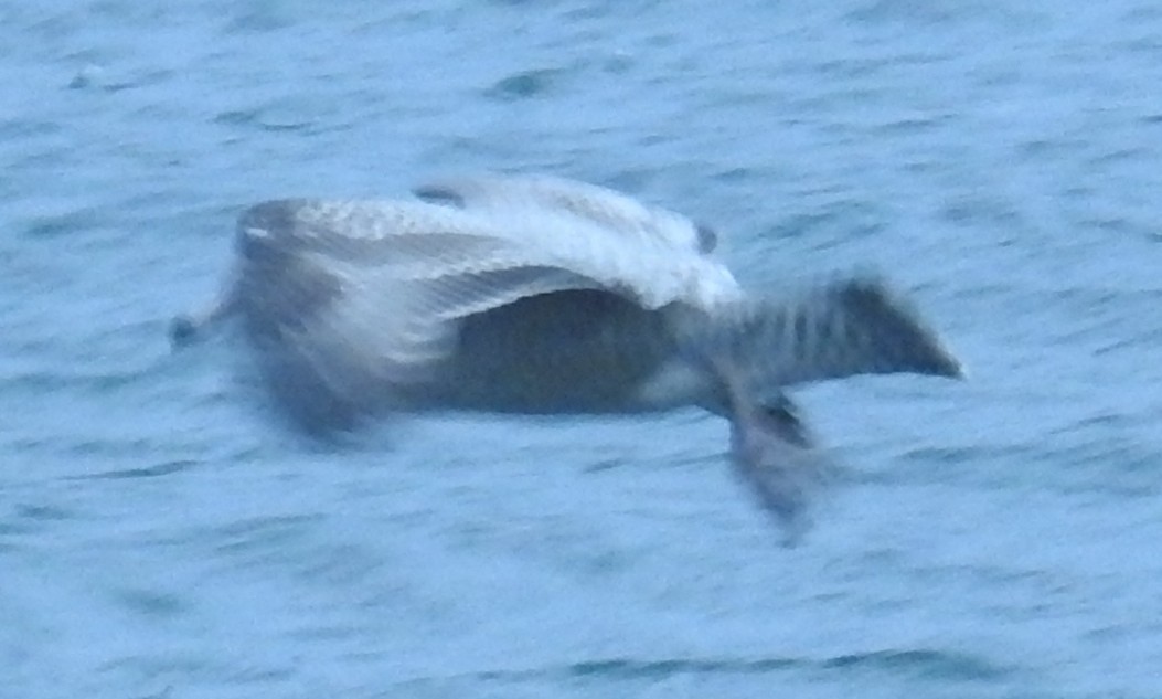 amerikagråmåke - ML644629911